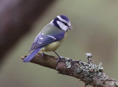 Blue Tit, Cyanistes  caeruleus, Blåmes, 08022014-GO5A6511 - kopia.jpg