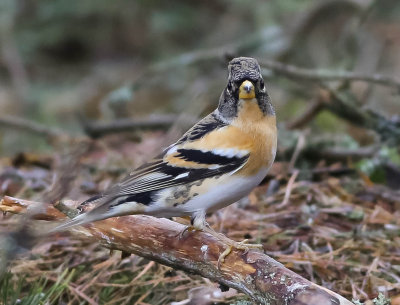 Brambling, Fringilla montifringilla, Bergfink, 08022014-GO5A6557 - kopia.jpg