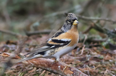 Brambling, Fringilla montifringilla, Bergfink, 08022014-GO5A6558 - kopia.jpg