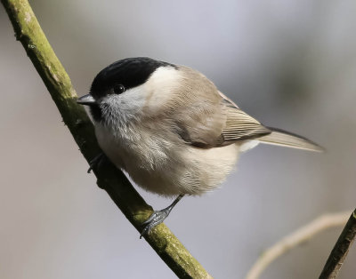 Marsh Tit, Poecile palustris, Entita, 08022014-GO5A6819 - kopia.jpg