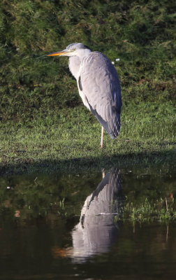 Grey Heron, Ardea cinerea, Gråhäger, 14022014-GO5A7161 - kopia.jpg