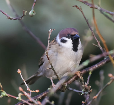 Tree Sparrow, Passer montanus, Pilfink,14022014-GO5A7134 - kopia.jpg