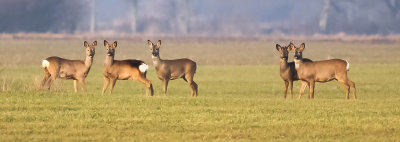 Roe deer, Capreolus capreolus, Rådjur, 17022014-GO5A7458 - kopia.jpg