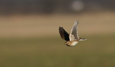 Euroasian Sky Lark, Alauda arvensis, Sånglärka, 17022014-GO5A7375 - kopia.jpg