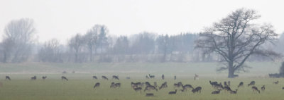 Fallow Deer, Cervus dama, Dovhjort, 05032014-GO5A8489 - kopia.jpg