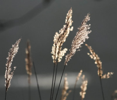 Reed in Sunset, Bladvass i kvällssol, 09032014-GO5A9049 - kopia.jpg