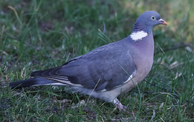 Woodpigeon, Columba palumbus, Ringduva, 09032014-GO5A9034 - kopia.jpg