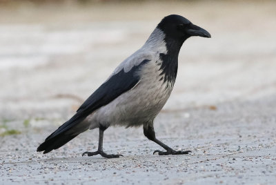 Hooded Crow, Corvus corone cornix, Kråka (Gråkråka), 09032014-GO5A9064 - kopia.jpg