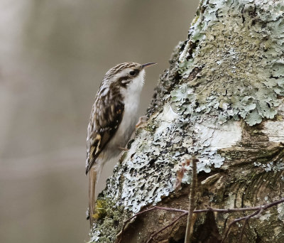 Treecreeper, Certhia, familiaris, Trädkrypare, 23032014-GO5A9839 - kopia.jpg