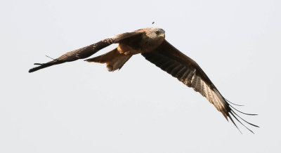 Red kite, Milvus milvus, rödglada, 28032014-GO5A0100 - kopia.jpg