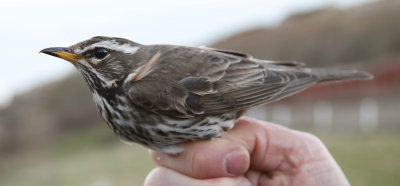 Redwing, Turdus iliacus, Rödvingetrast, 29032014-GO5A0156 - kopia.jpg