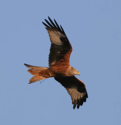 Red kite, Milvus milvus, rödglada,02042014-GO5A1299 - kopia.jpg