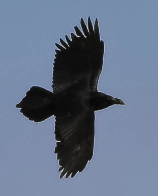 Ravens, Corvus corax, Korpar, 04042014-GO5A2055 - kopian.jpg