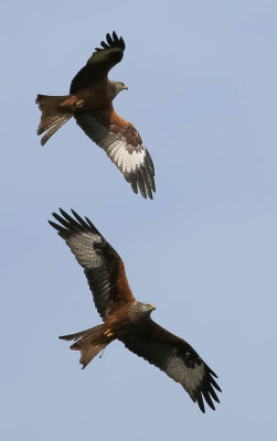 Red kites, Milvus milvus, röda glador, 04042014-GO5A2109 - kopia.jpg