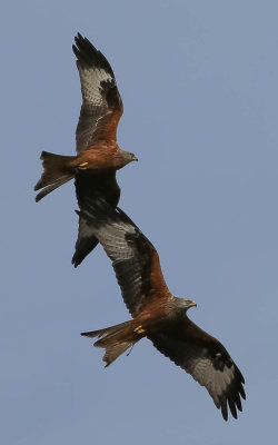 Red kites, Milvus milvus, röda glador, 04042014-GO5A2110 - kopia.jpg