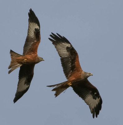 Red kites, Milvus milvus, röda glador, 04042014-GO5A2111 - kopia.jpg