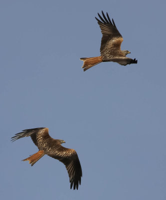 Red kites, Milvus milvus, röda glador, 04042014-GO5A2128 - kopia.jpg