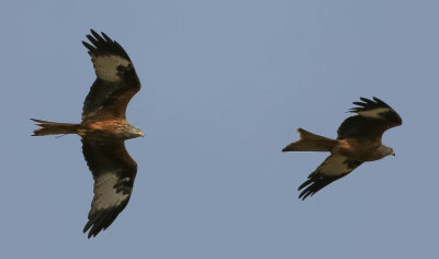 Red kites, Milvus milvus, röda glador, 04042014-GO5A2134 - kopia.jpg