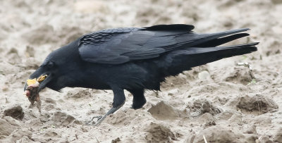 Raven, Corvus corax, Korp, 11042014-GO5A3087 - kopia.jpg