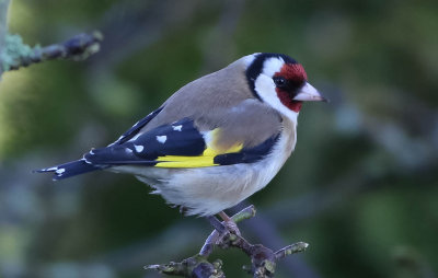 :: Goldfinch, Carduelis carduelis, steglits ::