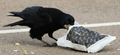 Rook, Corvus frugilegus, Råka,13042014-GO5A3799 - kopia.jpg