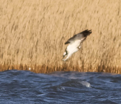 Diving Osprey, Pandion haliaetus, fiskgjuse, 15042014-GO5A4288 - kopia.jpg