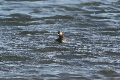 Black-necked Grebe Podiceps nigricollis, svarthalsad dopping, 15042014-GO5A3941 - kopia.jpg