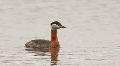 Red-necked Grebe, Podiceps grisegena, gråhakedopping, 17042014-GO5A5286 - kopia.jpg