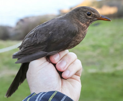 Blackbird female, Turdus merula, koltrast, 18042014-GO5A5442 - kopia.jpg