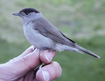 Blackcap male, Sylvia atricapilla, svarthätta, 18042014-GO5A5458 - kopia.jpg