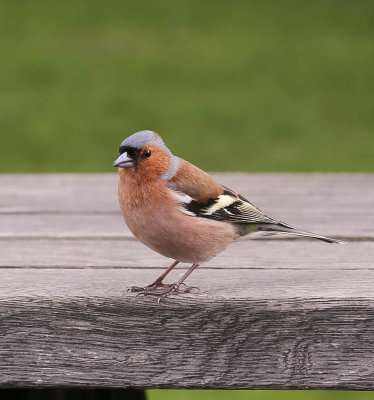 Chaffinch male, Fringilla coelebs, bofink, 18042014-GO5A5473 - kopia.jpg