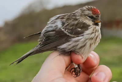 Redpoll, Carduelis flammea, gråsiska, 19042014-GO5A5530 - kopia.jpg