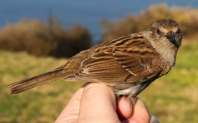 Dunnock, Prunella modularis, järnsparv, 19042014-GO5A5556 - kopia.jpg