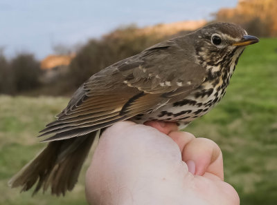 2 year Song Thrush, Turdus philomelos, taltrast 20042014-GO5A5912 - kopia.jpg