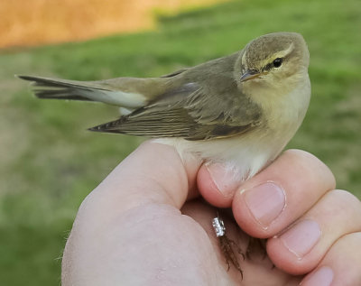 Willow Warbler. Phylloscopus trochilus, lövsångare, 20042014-GO5A5927 - kopia.jpg