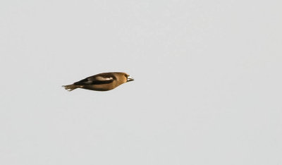 Hawfinch, Coccothraustes coccothraustes, stenknäck, 21042014-GO5A6352 - kopia.jpg