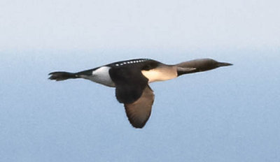 Black-throated Diver, Gavia arctica, storlom, 21042014-GO5A6210 - kopia.jpg