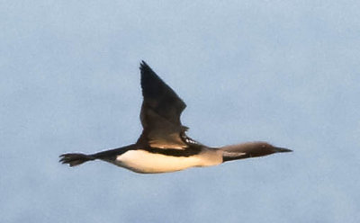 Black-throated Diver, Gavia arctica, storlom, 21042014-GO5A6215 - kopia.jpg