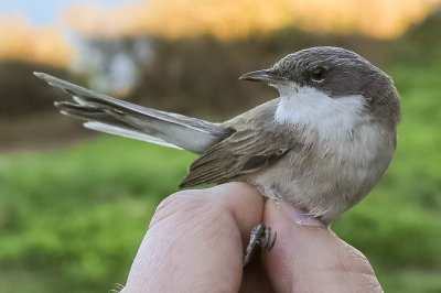 Lesser Whitethroat, Sylivia curruca, ärtsångare, 26042014-GO5A6571 - kopia.jpg