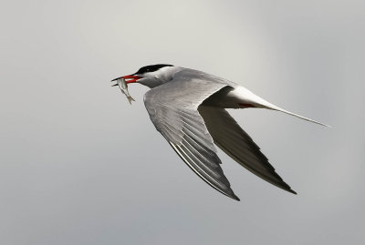 Common Tern, Sterna hirundo, fisktärna, 02052014-GO5A7454 - kopia.jpg