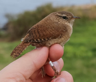 Wren, Troglodytes troglodytes, gärdsmyg, 02052014-GO5A7263 - kopia.jpg