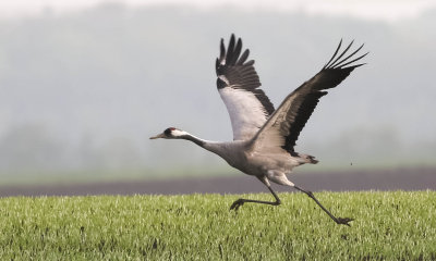 Crane, Grus grus, trana, 09052014-GO5A8216 - kopia.jpg