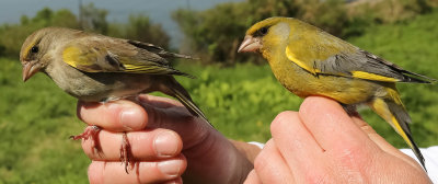 A pair of Greenfinch, Carduelis chloris, grönfinkspar, 15052014-GO5A8900 - kopia.jpg