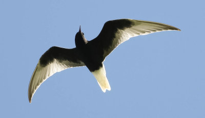 White-winged Black Tern, Chlidonias leucopterus, vitvingad tärna,17052014-GO5A9442 - kopia.jpg