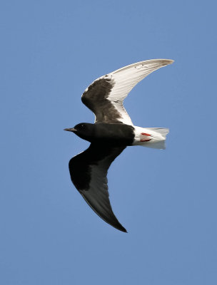 White-winged Black Tern, Chlidonias leucopterus, vitvingad tärna,17052014-GO5A9610 - kopia.jpg