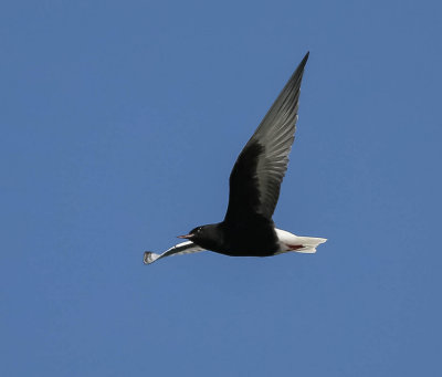 White-winged Black Tern, Chlidonias leucopterus, vitvingad tärna,17052014-GO5A9659 - kopia.jpg