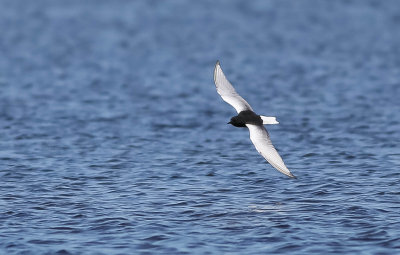 :: White-winged Black Tern, Chlidonias leucopterus, vitvingad tärna ::