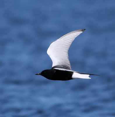 White-winged Black Tern, Chlidonias leucopterus, vitvingad tärna,17052014-GO5A9877 - kopia.jpg