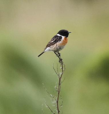 Stonechat, Saxicola torquatus, svarthakad buskskvätta, 29052014-GO5A1375 - kopia.jpg