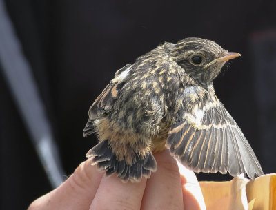 Stonechat, Saxicola torquatus, svarthakad buskskvätta, 29052014-GO5A1280 - kopia.jpg